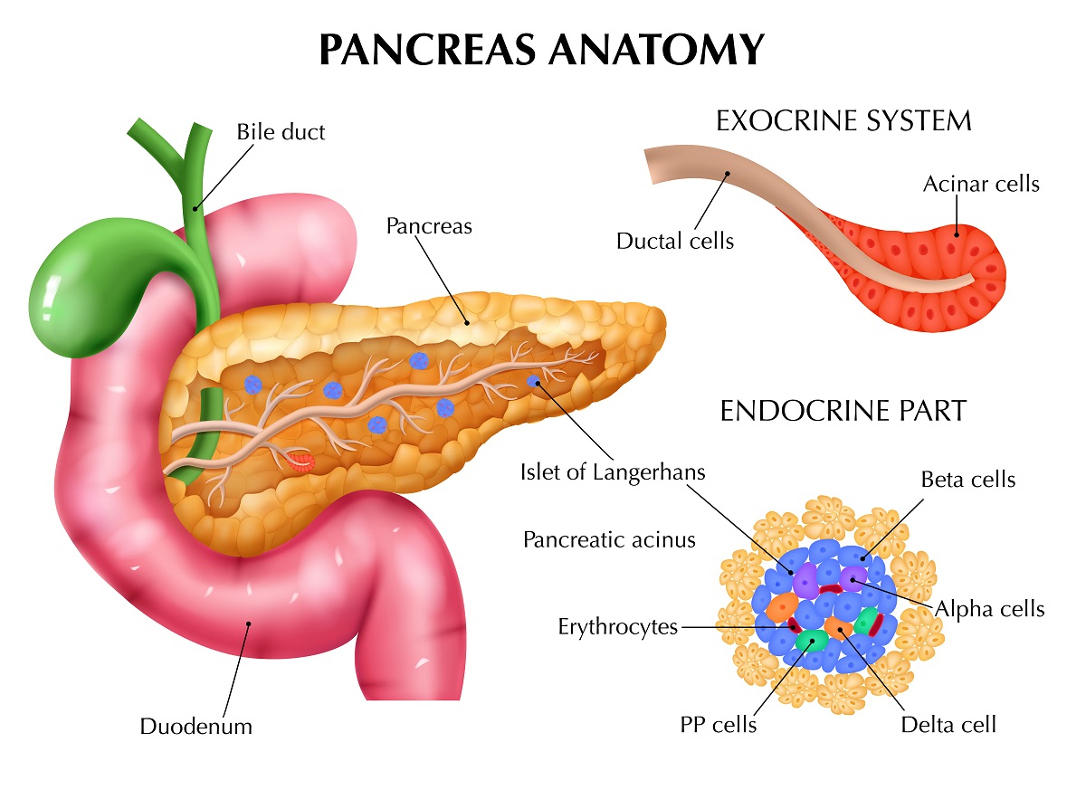 gusteraca pankreas